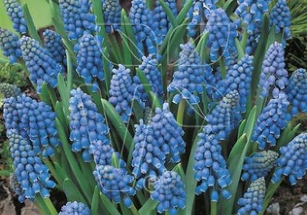 Muscari armeniacum 8/+