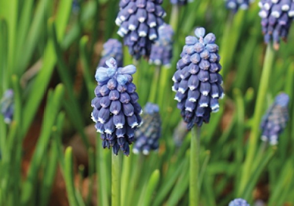 Muscari armeniacum Night Eyes 7/8