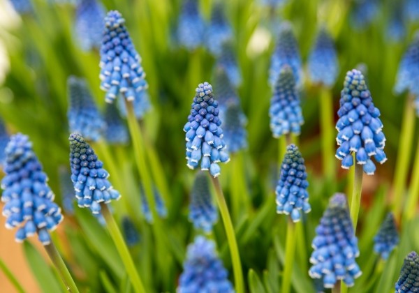 Muscari armeniacum Carola 8/+