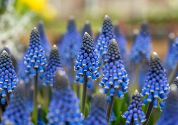 Muscari armeniacum Lindsey 8/+