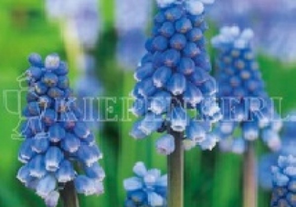 Muscari aucheri Blue Magic 8/+