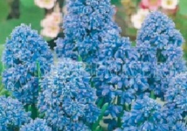 Muscari armeniacum Blue Spike 8/+