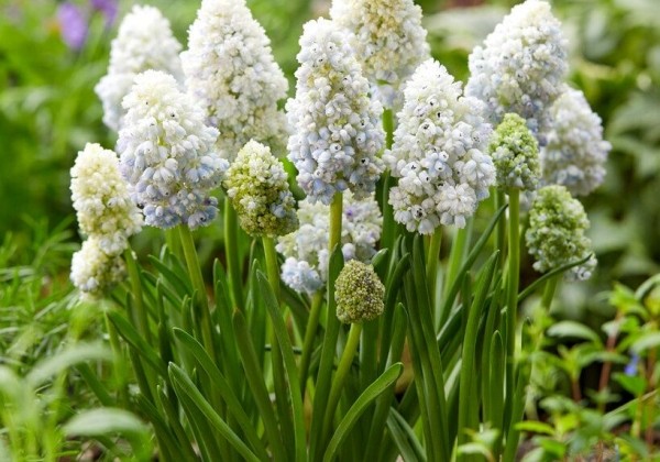 Muscari armeniacum Nature`s Beauty 8/9