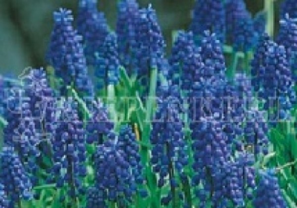 Muscari armeniacum Big Smile 8/+