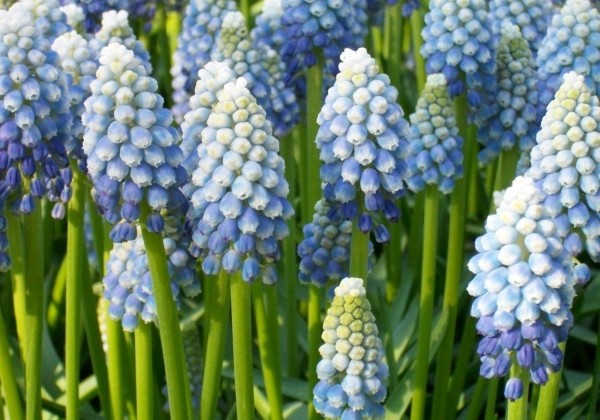 Muscari armeniacum Peppermint 8/9