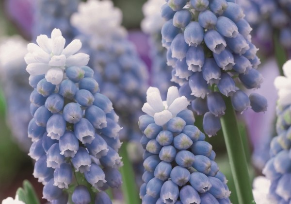 Muscari armeniacum Touch of Snow 7/8