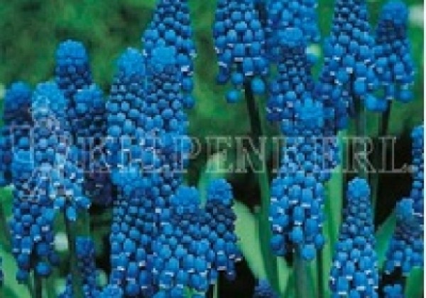 Muscari botryoides Super Star 6/+