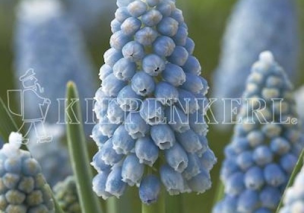 Muscari aucheri Aqua Magic 7/8