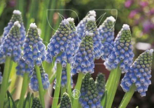 Muscari aucheri Ocean Magic 8/+