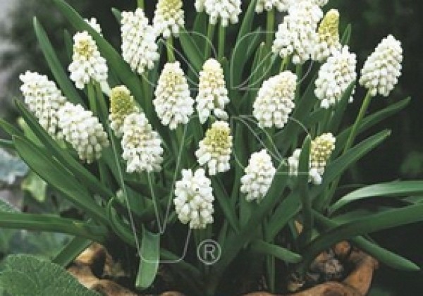 Muscari aucheri White Magic 8/+