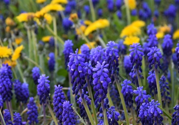 Muscari neglectum 5/7