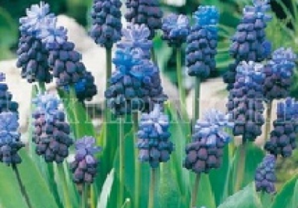 Muscari latifolium 5/6