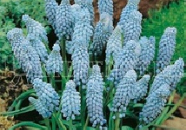 Muscari armeniacum Valerie Finnis 8/+