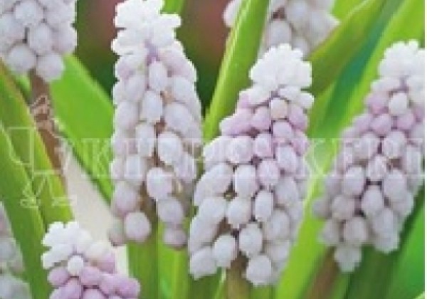 Muscari Pink Sunrise 5/+