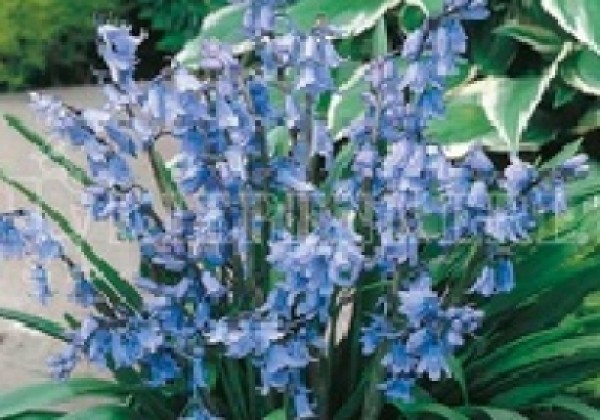 Hyacinthoides hispanica Excelsior 7/8