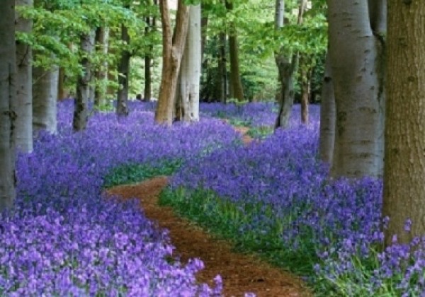 Hyacinthoides non-scripta Blue Bell 7/8