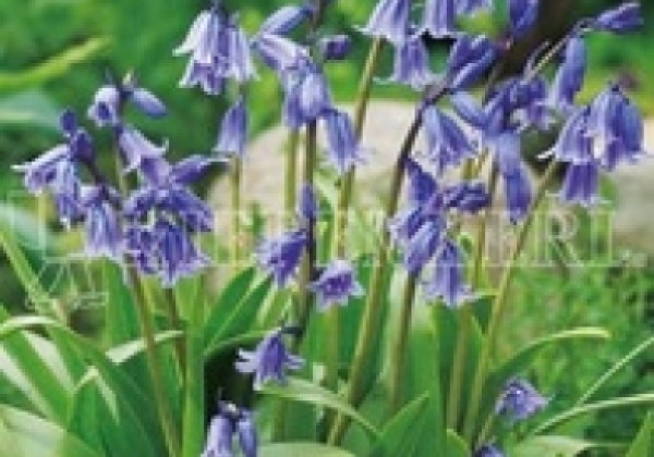 Hyacinthoides non-scripta Blue Bell 7/8