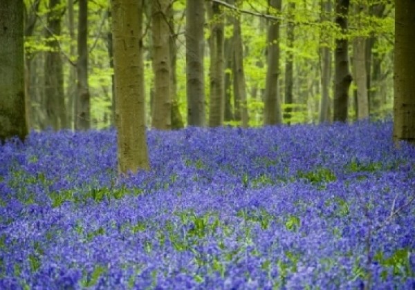 Hyacinthoides non-scripta Blue Bell 7/8