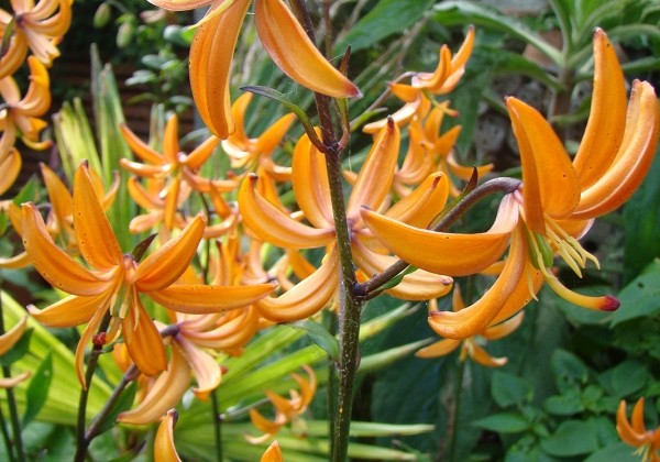 Lilium MA Orange Marmalade 10/12