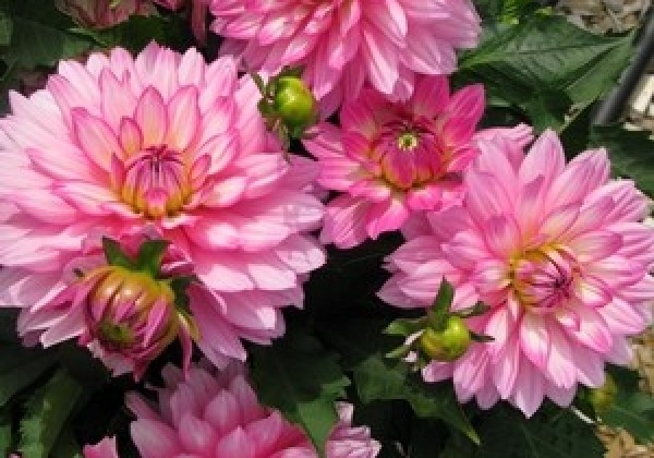 Dahlia hortensis Gallery Bellini