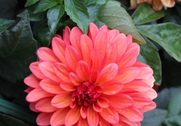 Dahlia hortensis Gallery Matisse