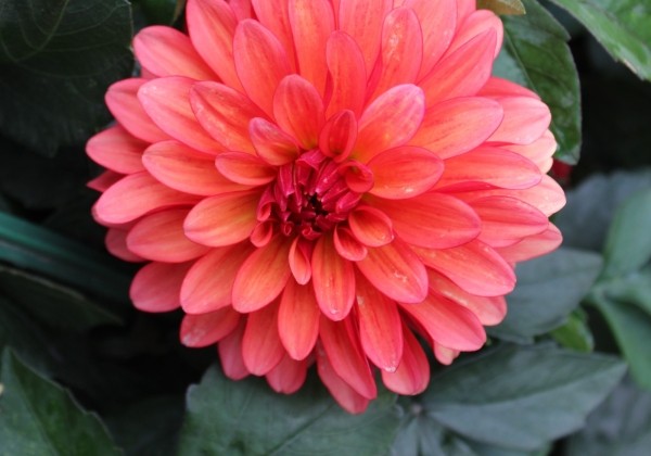 Dahlia hortensis Gallery Matisse