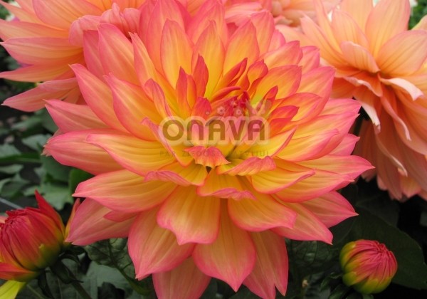 Dahlia hortensis Gallery Pablo