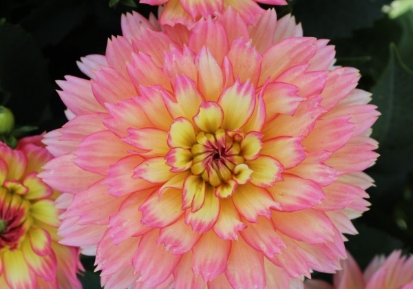 Dahlia hortensis Gallery Pablo