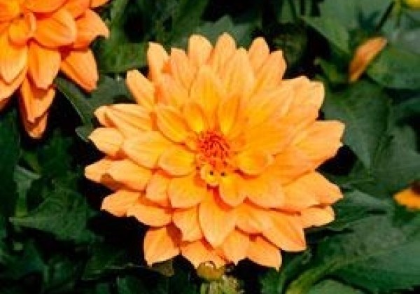 Dahlia hortensis Gallery Vincent