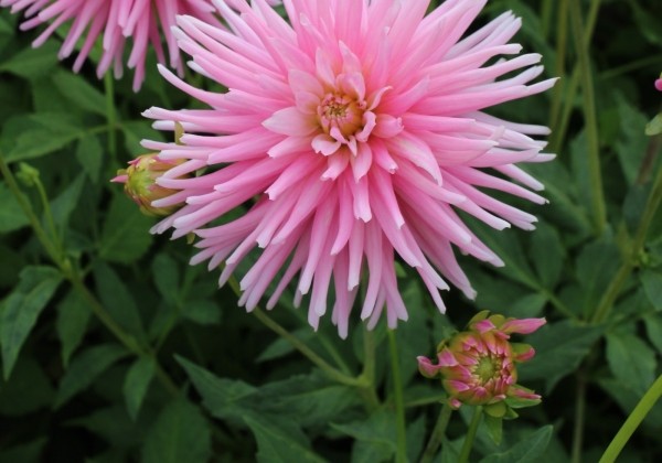 Dahlia hortensis Park Princess