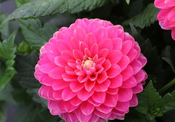 Dahlia hortensis Melody Pink Allegro