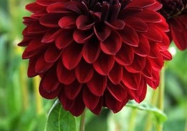 Dahlia hortensis Melody Mambo