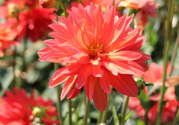 Dahlia hortensis Melody Swing