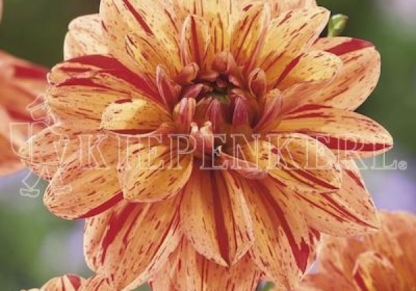 Dahlia hortensis Pasolini