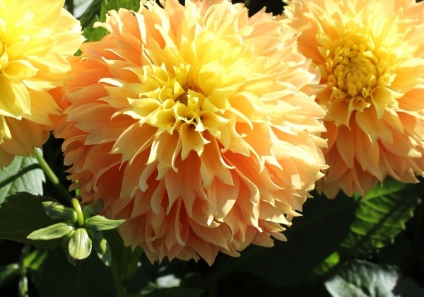 Dahlia hortensis Deep Impact