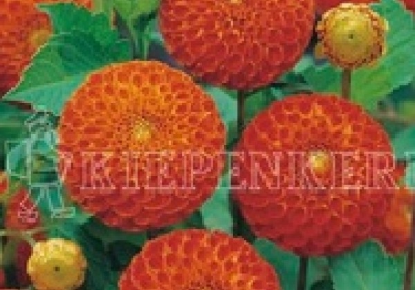 Dahlia hortensis Bantling