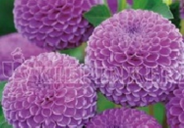 Dahlia hortensis Franz Kafka