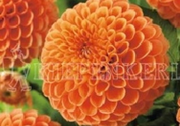 Dahlia hortensis Sylvia