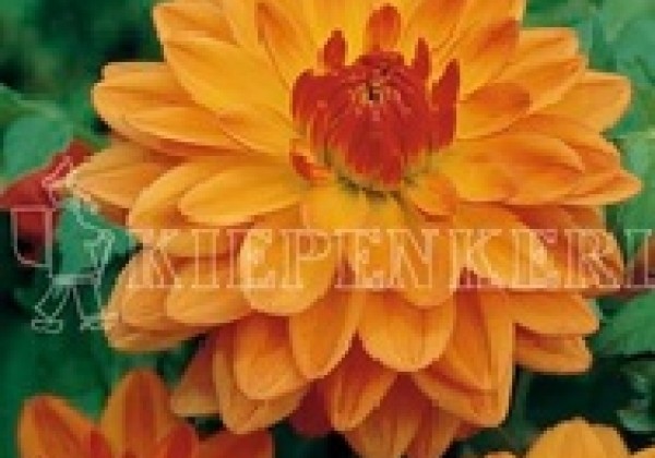 Dahlia hortensis Graceland