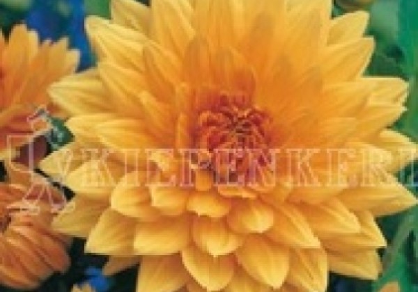 Dahlia hortensis Glorie van Noordwijk