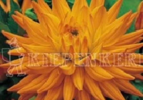 Dahlia hortensis Karma Corona