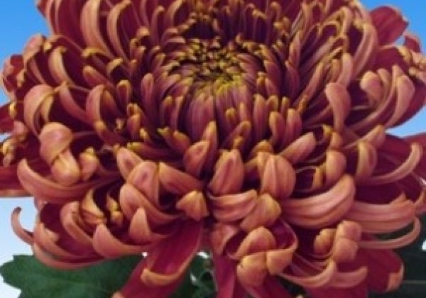 Chrysanthemum, lielziedu Bislet Red