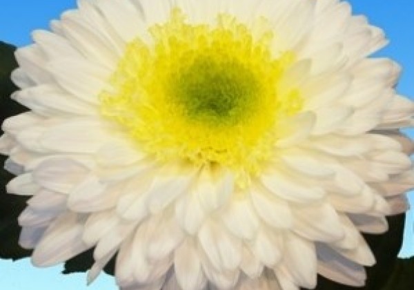 Chrysanthemum, lielziedu Inga White