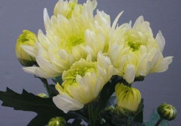Chrysanthemum, lielziedu Louis Germ White