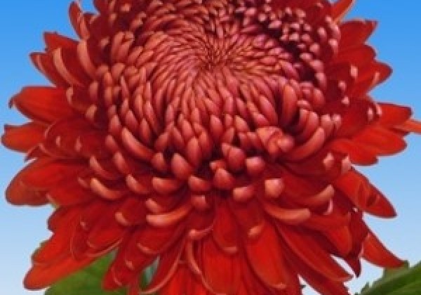 Chrysanthemum, lielziedu Regal Mist Red