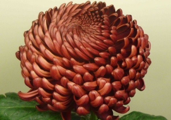 Chrysanthemum, lielziedu Bigoudi Red
