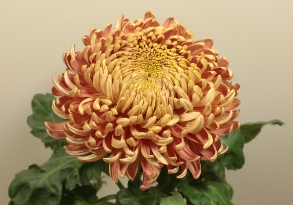 Chrysanthemum, lielziedu Cassandra Cerise