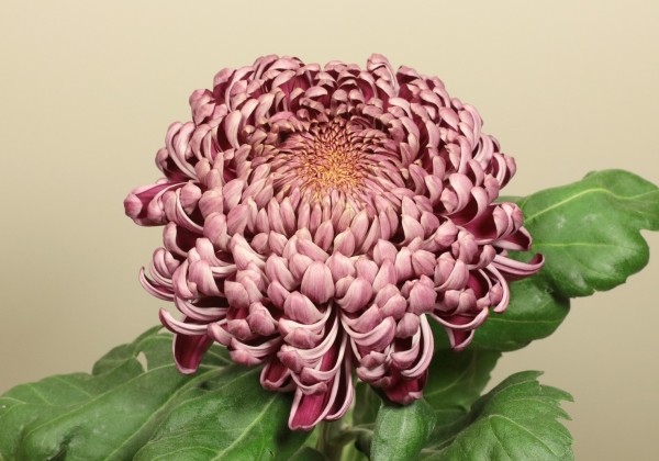 Chrysanthemum, lielziedu Gilbert Leigh Cerise