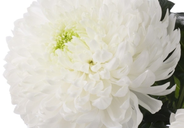 Chrysanthemum, lielziedu Magnum White