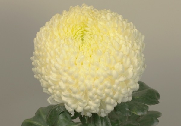 Chrysanthemum, lielziedu Tokaj White